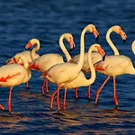 Apartmán Flamant Rose - Climatise Avec Terrasse, A 150 M