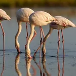 Flamant Rose - Climatise Avec Terrasse, A 150 M Apartmán