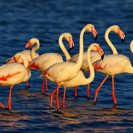 شقة Flamant Rose - Climatise Avec Terrasse, A 150 M
